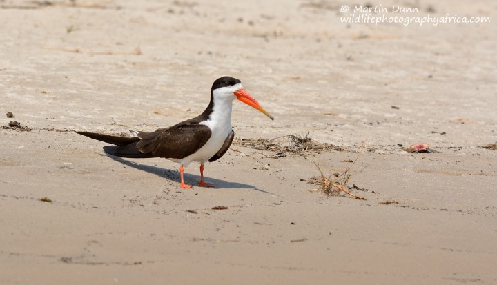 African Skimmer (Rynchops flavirostris)