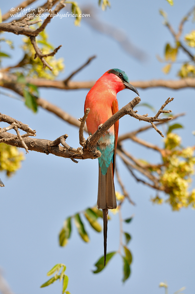 Southern Carmine Bee Eater - (Merops nubicoides)