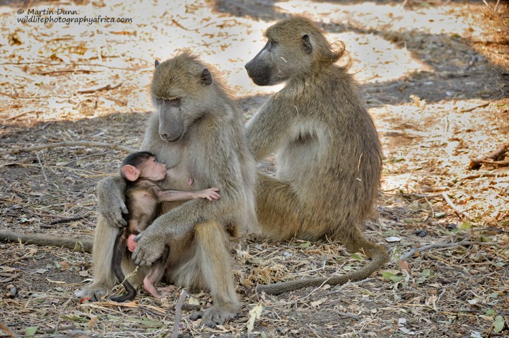 Chacma Babboons