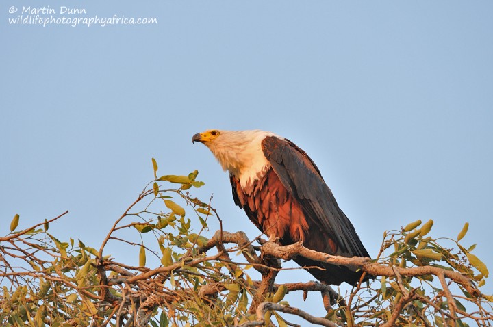 African Fish Eagle - (Haliaeetus vocifer)