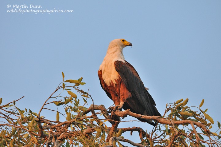 African Fish Eagle - (Haliaeetus vocifer)