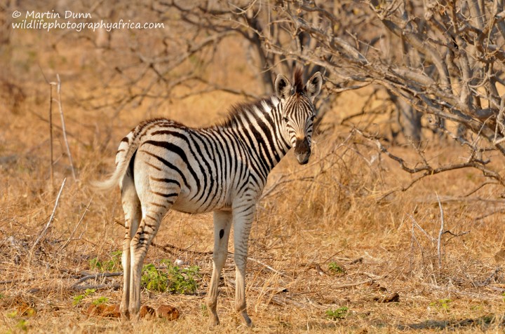 Young Plains (Burchell's) Zebra