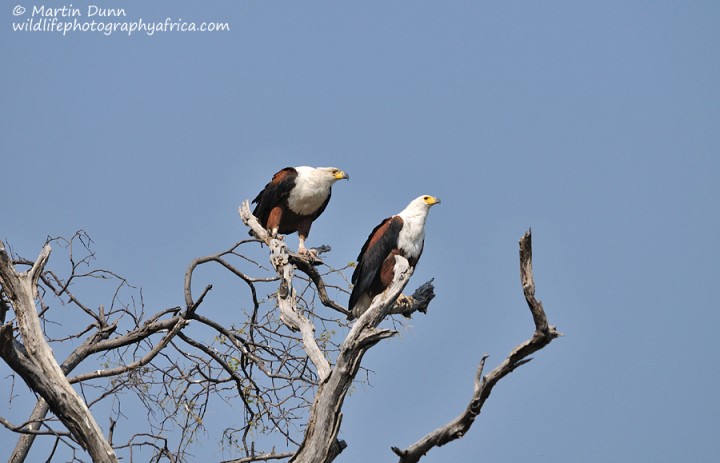 African Fish Eagles - (Haliaeetus vocifer)