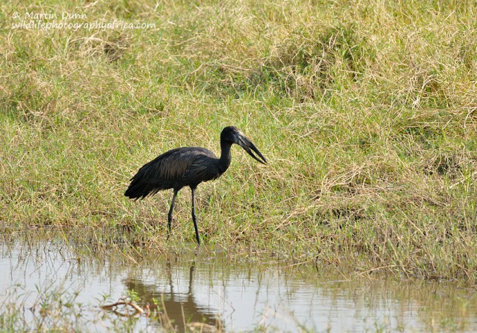 Open Billed Stork / African Openbill -(Anastomus lamelligerus)