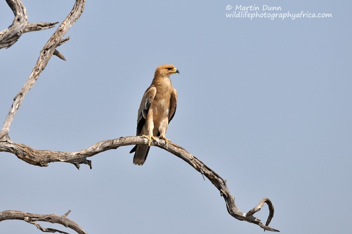 Tawny Eagle -(Aquila rapax)