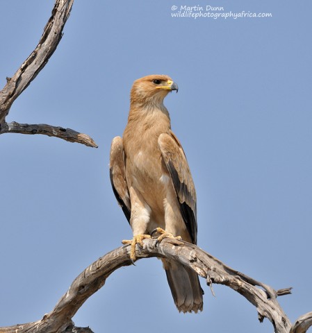 Tawny Eagle - (Aquila rapax)