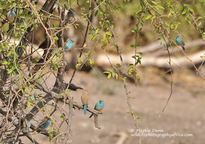 Blue Waxbills - (Uraeginthus angolensis)