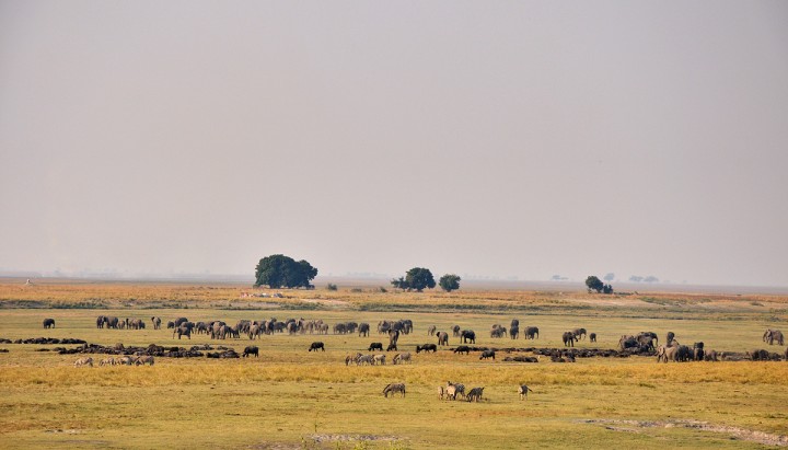 Animals fill the horizon