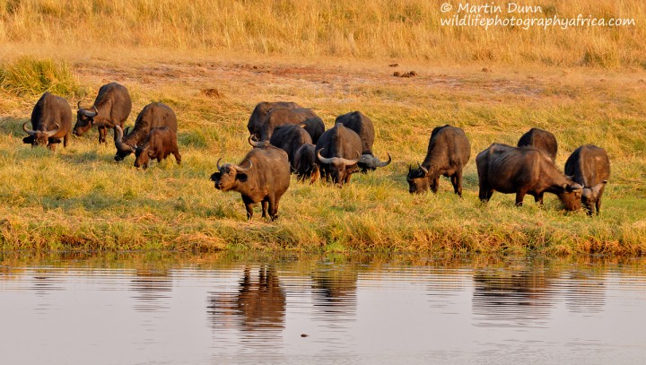 Cape Buffalos