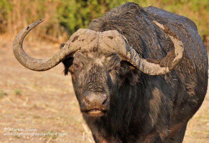 Cape Buffalo