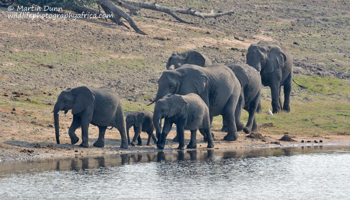 Elephants - Chobe NP