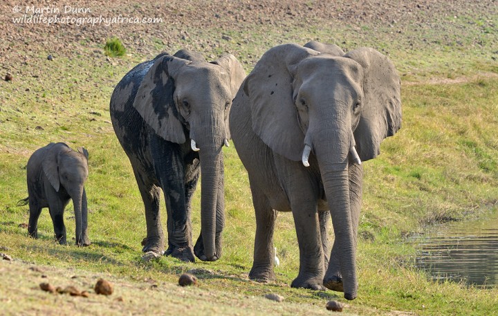 Elephants - Chobe NP