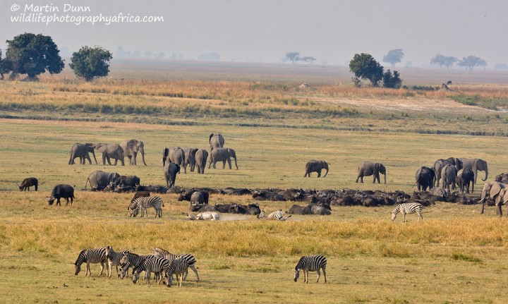 Elephants - Chobe NP