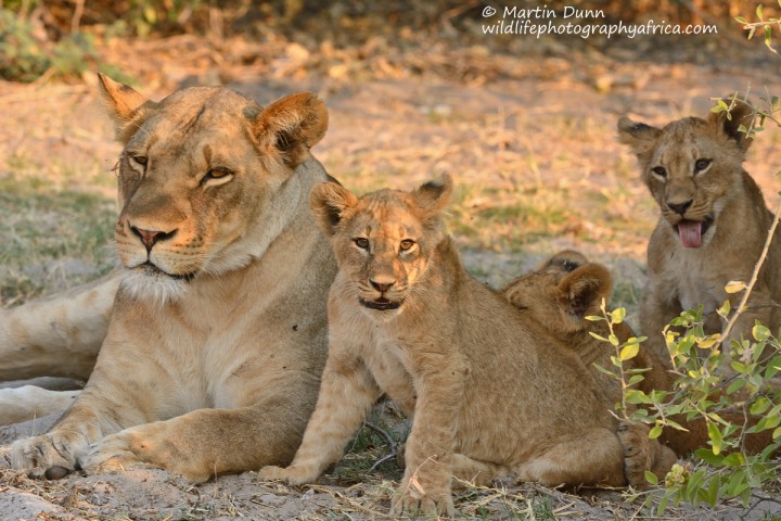 Lioness with cubs - Chobe NP