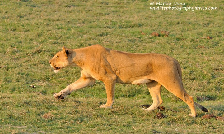 Lioness on the hunt