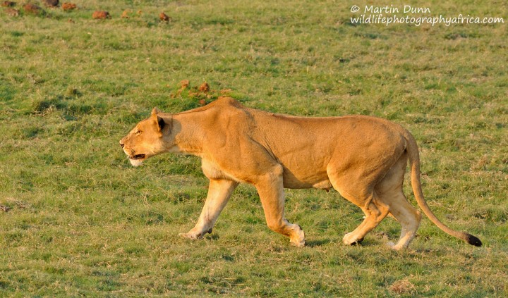 Lioness hunting - Chobe NP