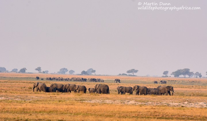 Elephants Chobe NP