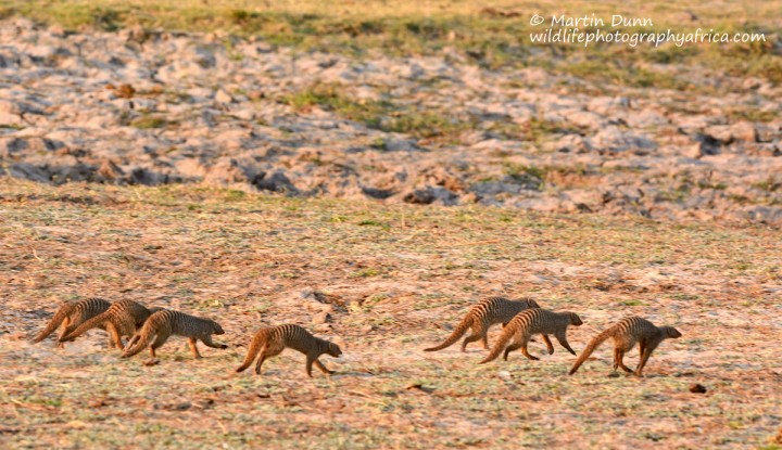 Banded Mongooses (not mongeese)