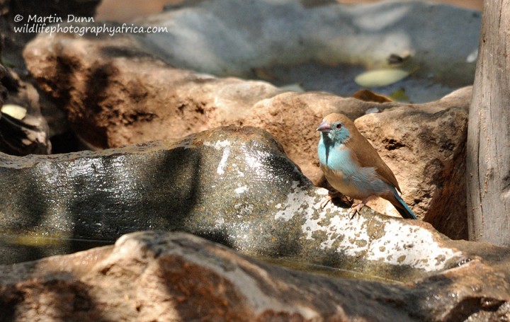 Blue Waxbill - (Uraeginthus angolensis)