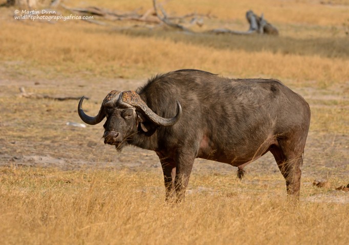 an old 'dagga boy'