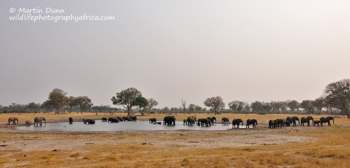 Elephants - Hwange NP