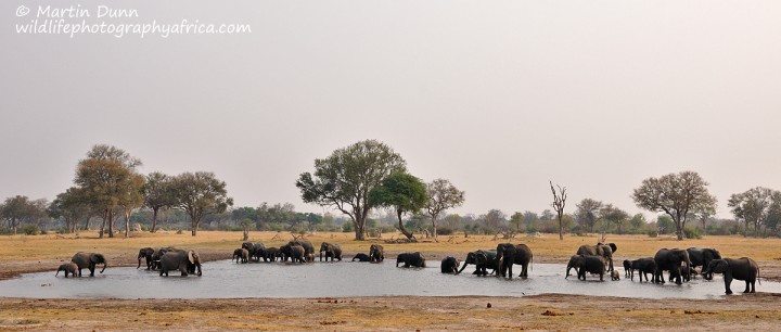 Elephants - Hwange NP