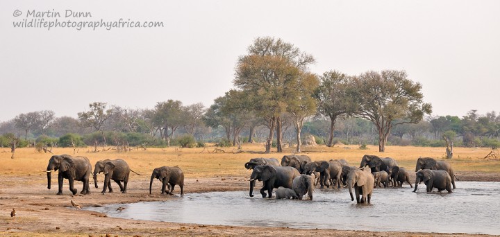 Elephants - Hwange NP