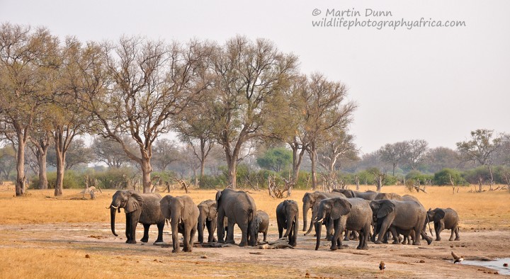 Elephants - Hwange NP