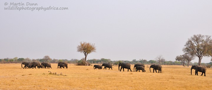 Elephants - Hwange NP