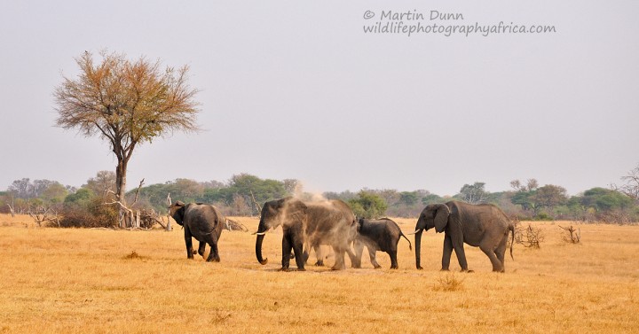 Elephants taking a sand shower - Hwange NP