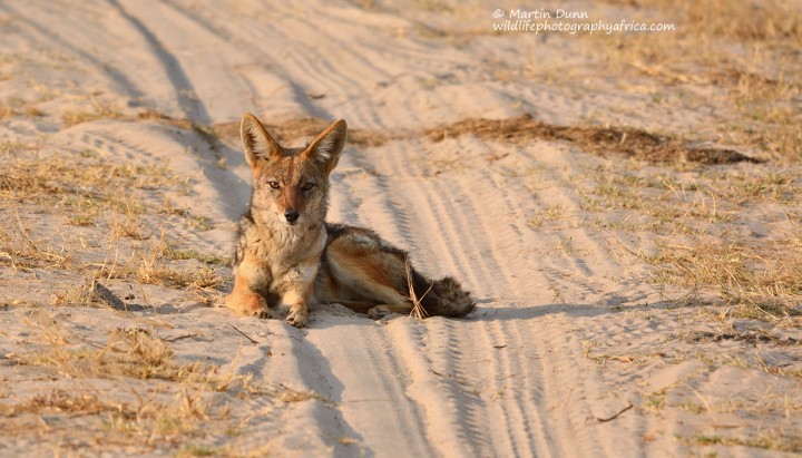 Silver Backed (or Black Backed) Jackal