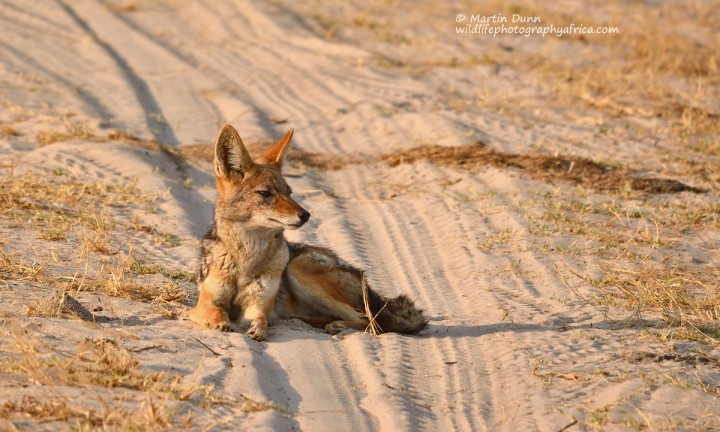 Silver Backed (or Black Backed) Jackal