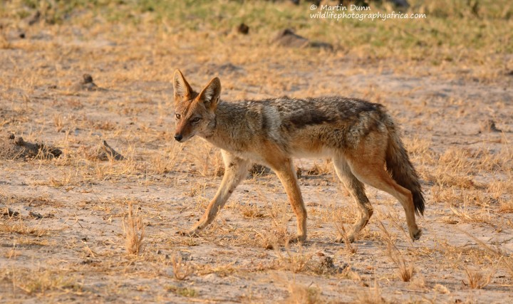 Silver Backed (or Black Backed) Jackal