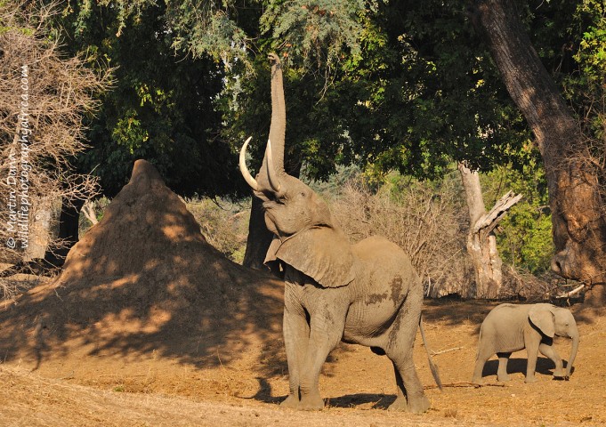 Elephant feeding - mana Pools NP