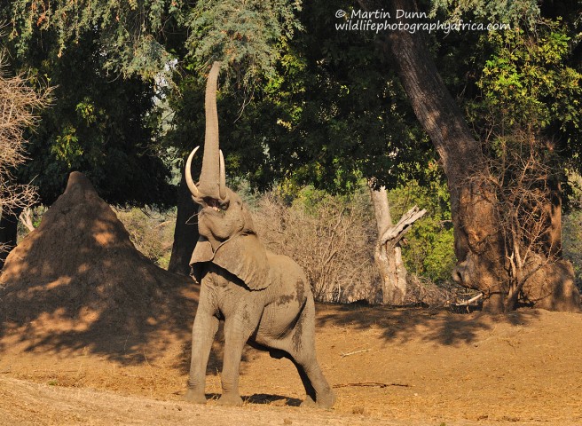 Elephant feeding - Mana Pools NP