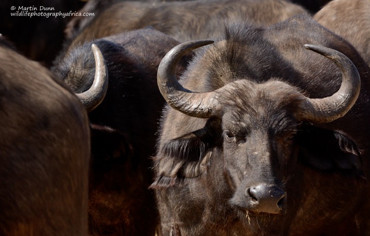 Cape Buffalo