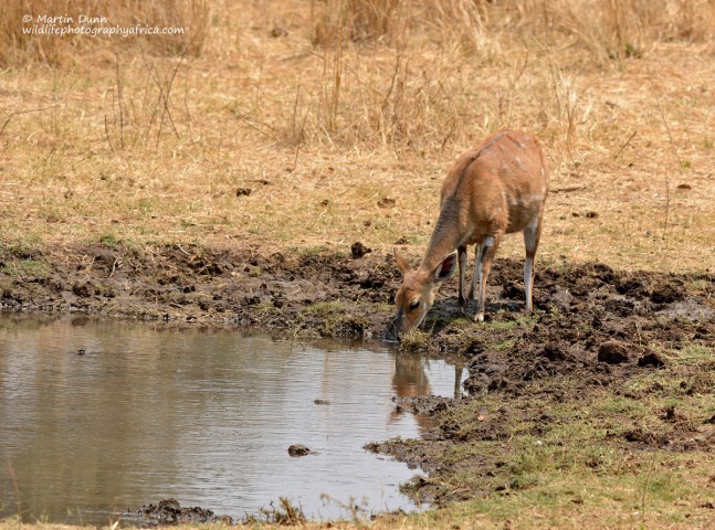 Bushbuck - female