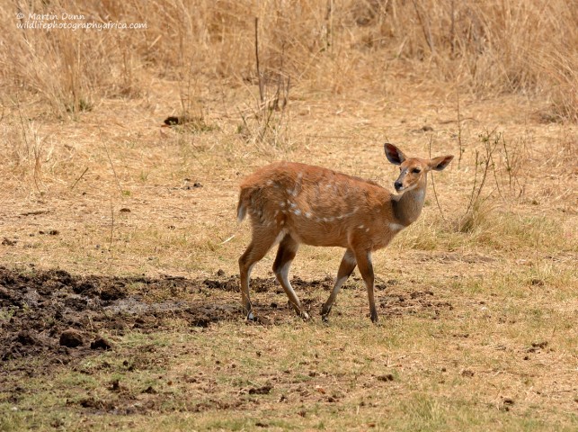 Bushbuck - female