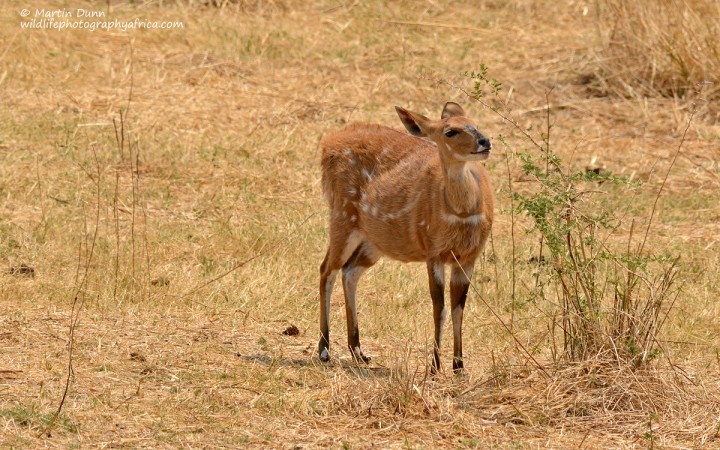Bushbuck - female