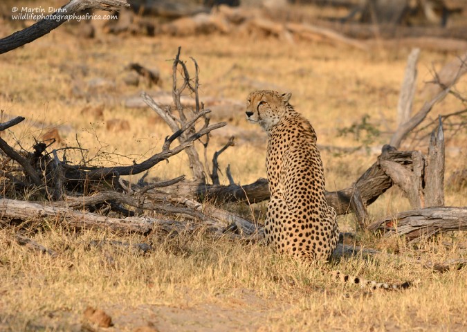 Cheetah, Hwange National Park