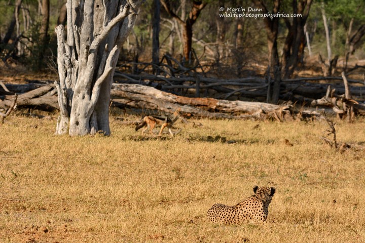 Cheetah & Silver Backed Jackal