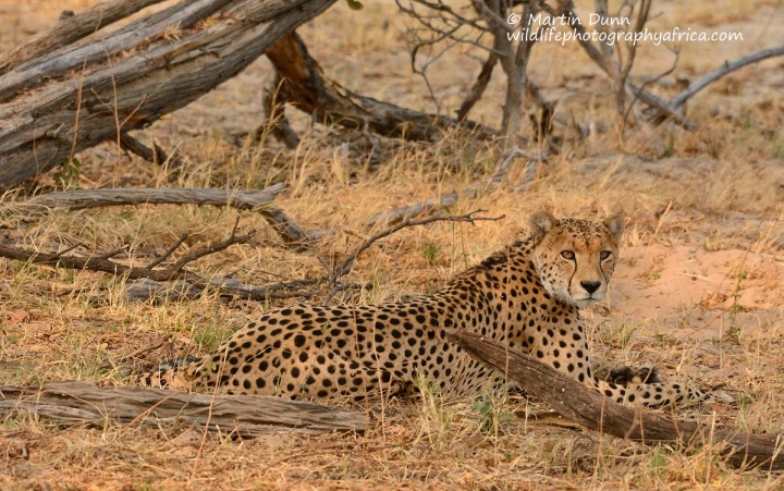 Cheetah - Hwange NP