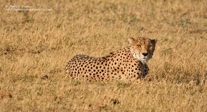 Cheetah - Hwange National Park