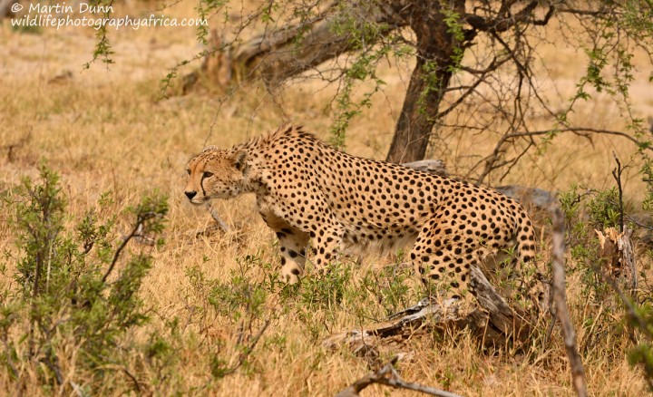 Cheetah - Hwange NP