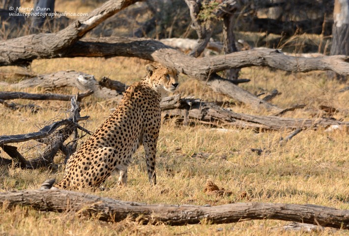 Cheetah - Hwange National Park