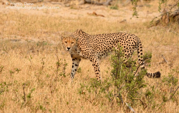 Cheetah _ Hwange NP