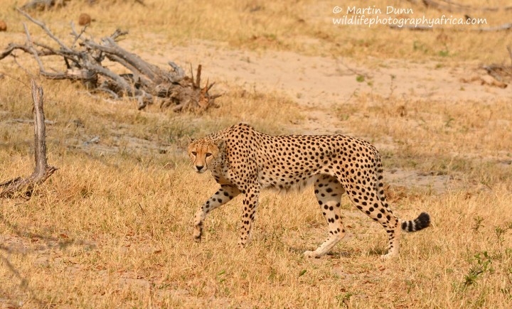 Cheetah, Hwange NP