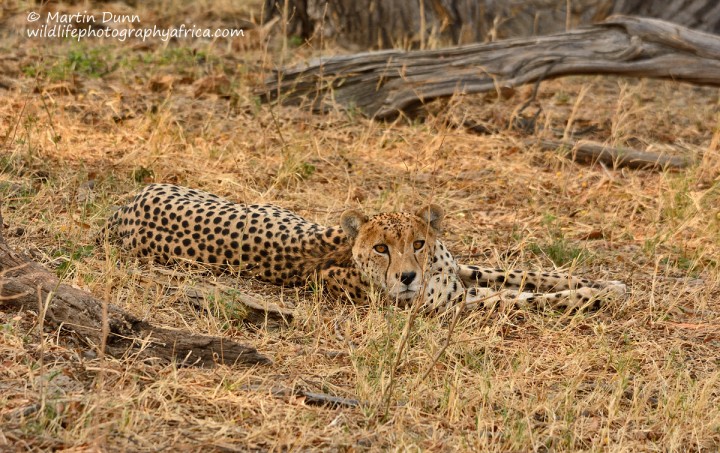 Cheetah - Hwange NP