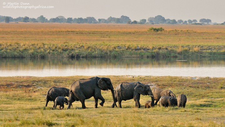 Elephants enjoying a mud bath