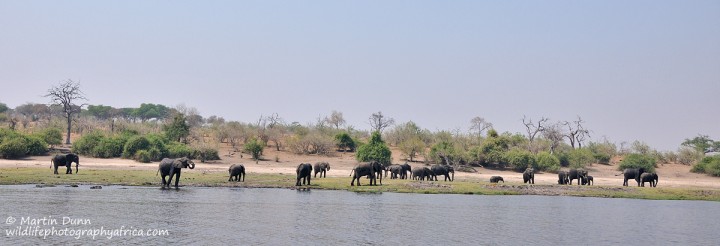 Chobe NP - a typical riverside scene